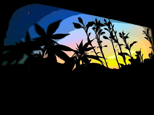 Cannabis Sativa: But not as we know it...