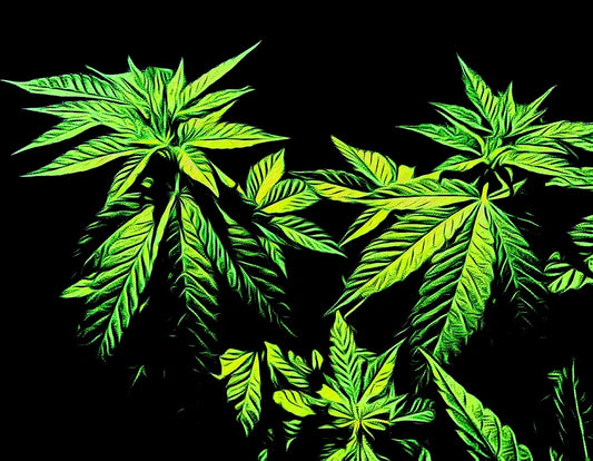 A Summary of the History of the Cannabis Plant