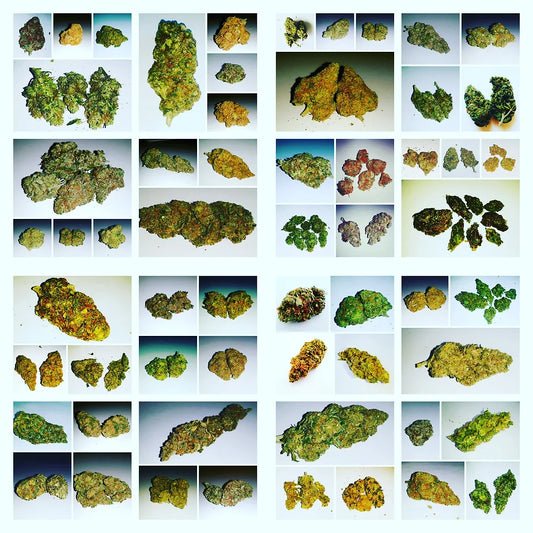 Around the Netherlands in 80 "strains"
