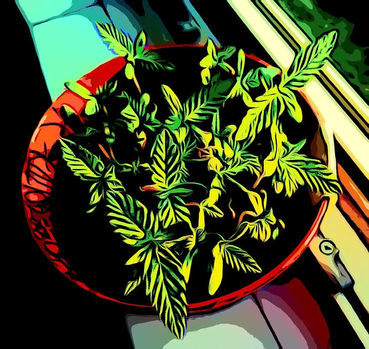 A Summary and History of Cannabis Plant Breeding