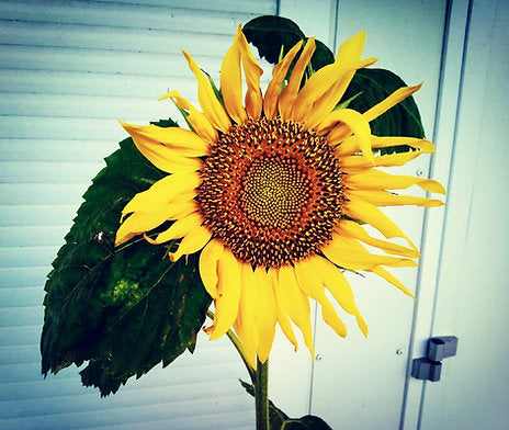 Happy's Sunflower Seeds