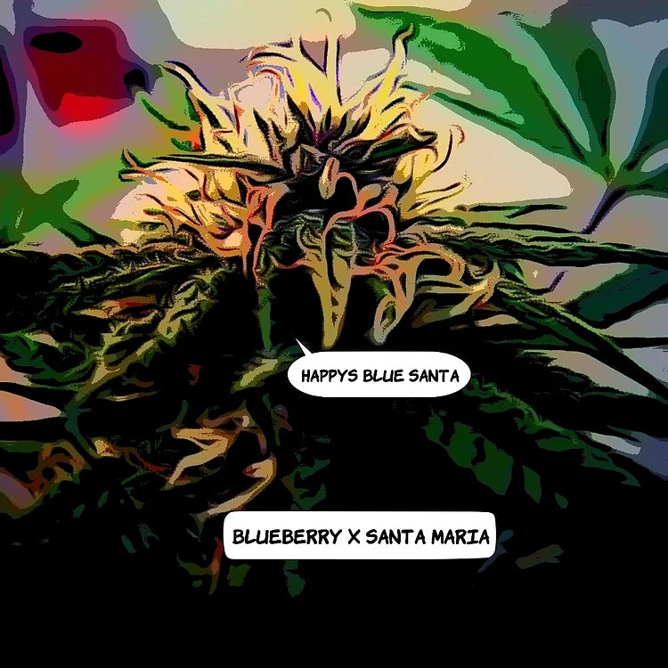 Happy's Blue Santa Cannabis Variety Seeds