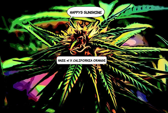Happy's Sunshine Cannabis Variety Seeds