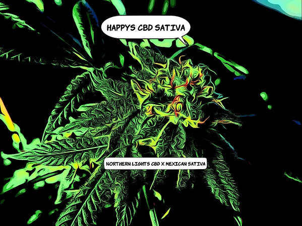 Happy's CBD Sativa Cannabis Variety Seeds