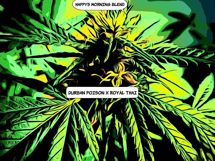 Happy's Morning Blend Cannabis Variety Seeds