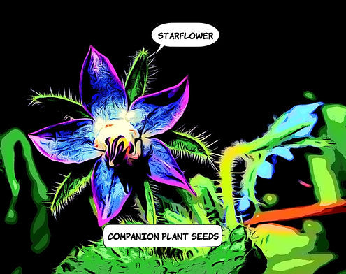 Happy's Starflower Seeds