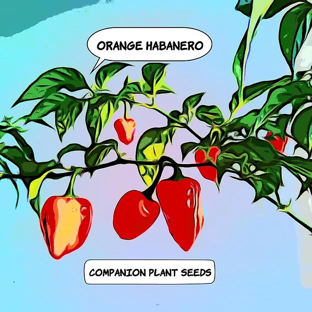 Happy's Orange Habanero Seeds