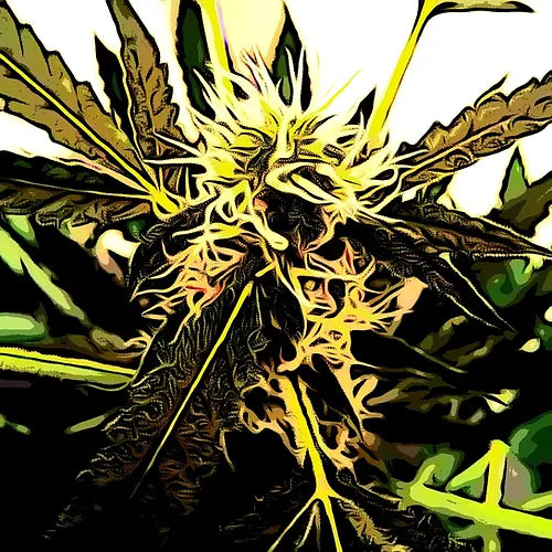 Happy's Skunk Cannabis Variety Seeds