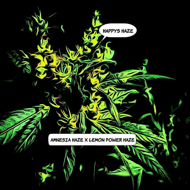 Happy's Haze Cannabis Variety Seeds