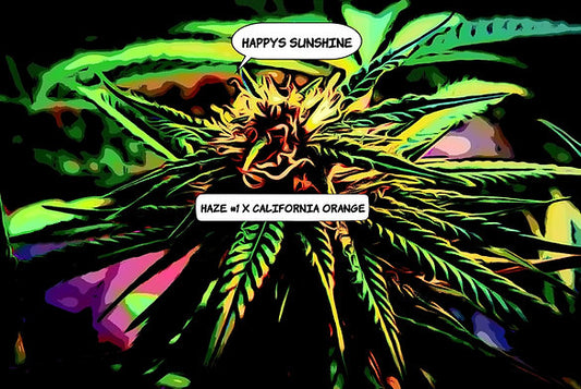 Happy's Sunshine Cannabis Variety Seeds