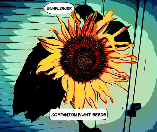 Happy's Sunflower Seeds