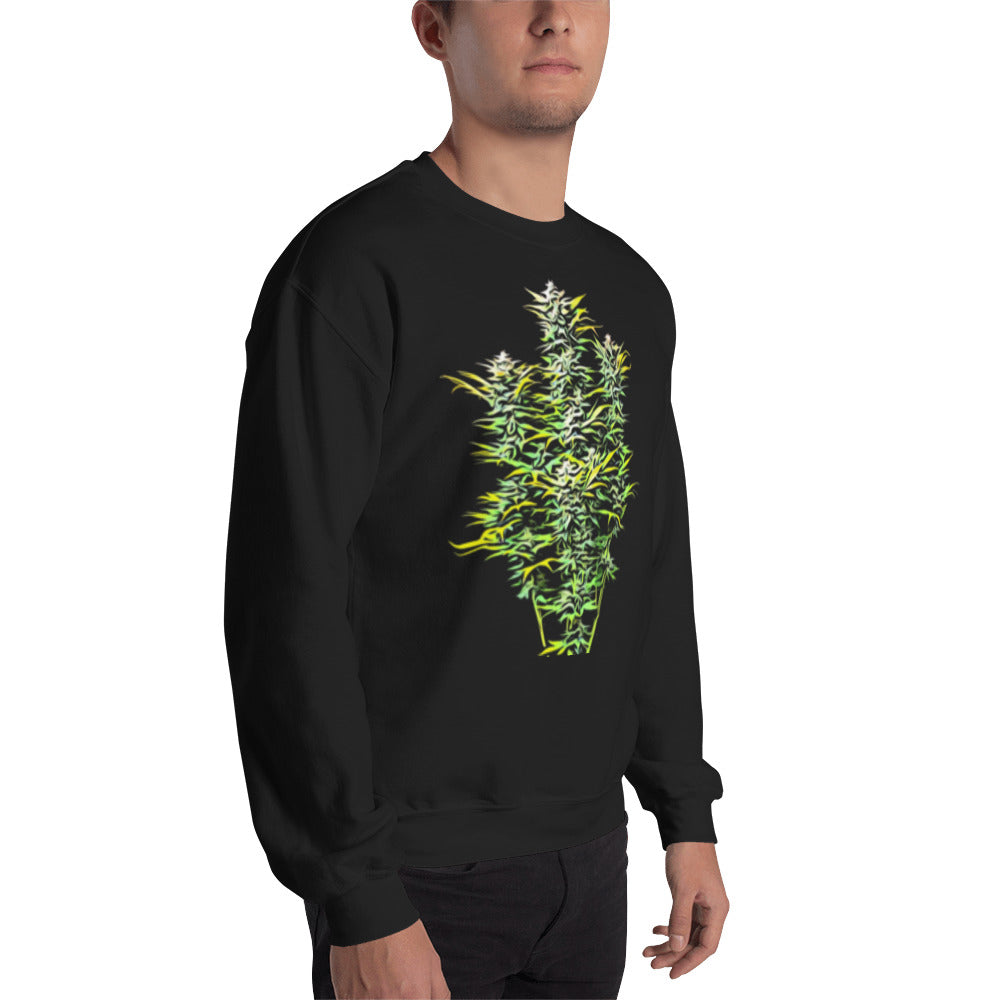 Whole Flowering Cannabis Plant Unisex
