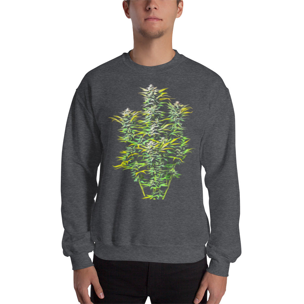 Whole Flowering Cannabis Plant Unisex