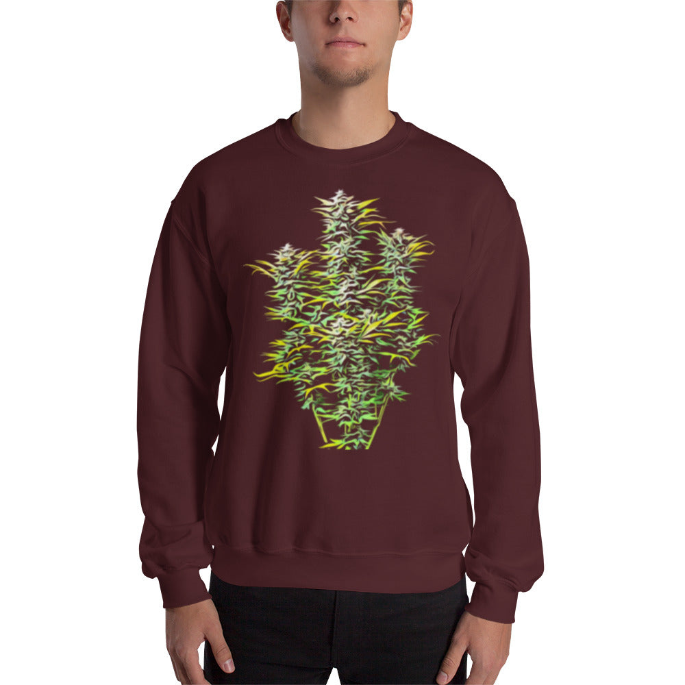 Whole Flowering Cannabis Plant Unisex